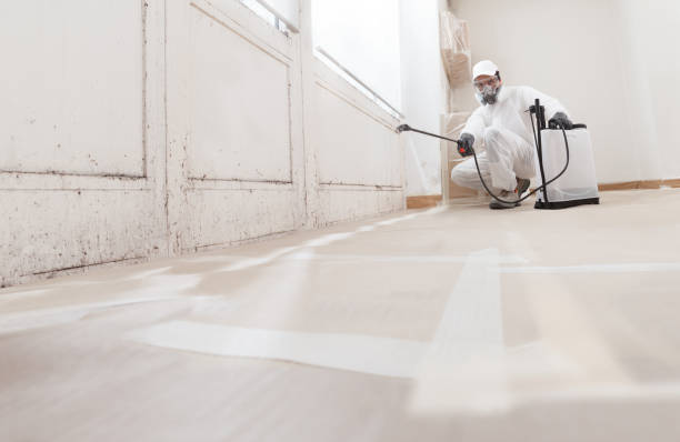 Black mold remediation team in Indian River
